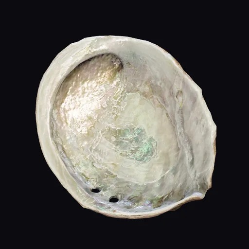 Abalone Shell